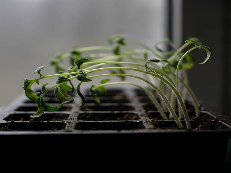 Semis de tomate qui file par manque de lumière