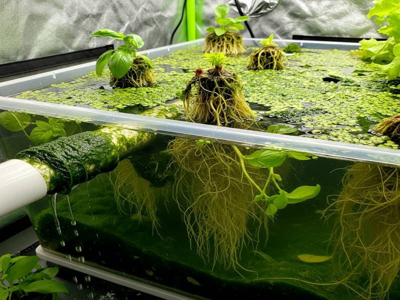 Algues vertes envahissant un réservoir hydroponique et des racines