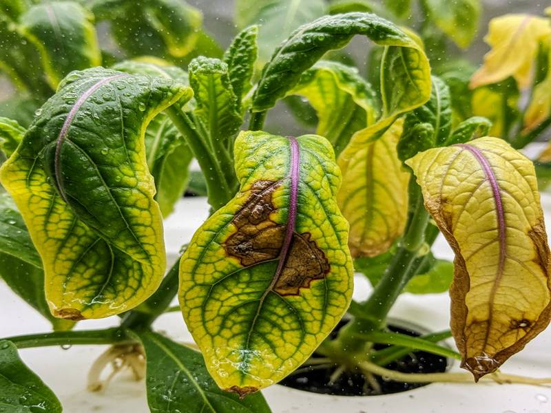 Feuilles montrant des carences en hydroponie