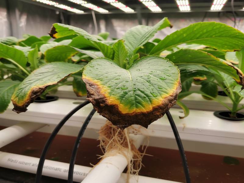 Feuilles montrant des brûlures de nutriments et serres d'aigle