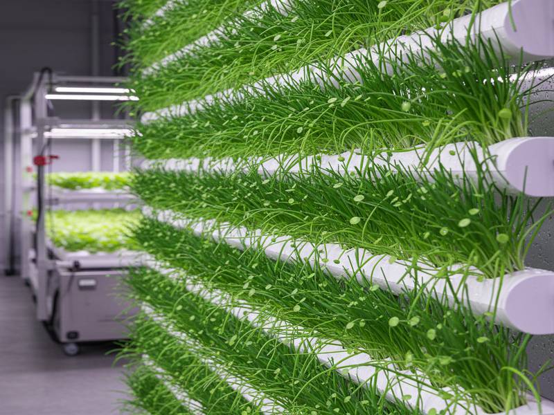 Ciboulette dense et verte cultivée en système hydroponique vertical