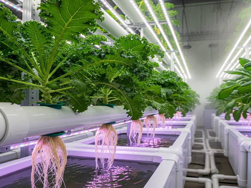 Plants de Kale Toscane (Dino) vigoureux en système DWC