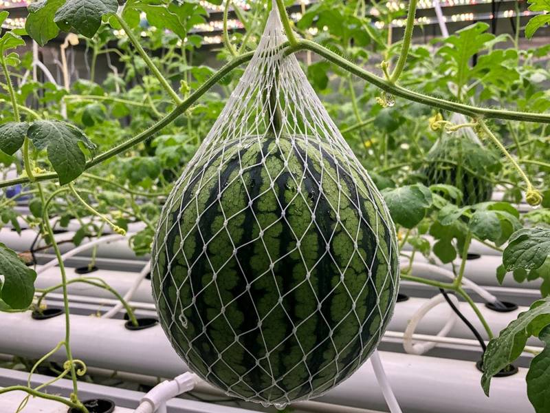 Pastèque Sugar Baby foncée soutenue par un filet en culture hydroponique intérieure