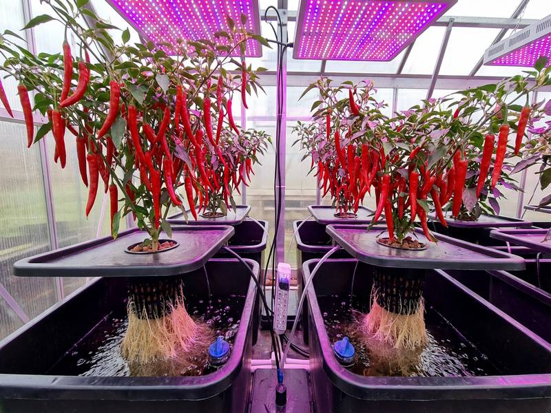 Piments rouges vifs type Cayenne cultivés en système DWC hydroponique sous LED