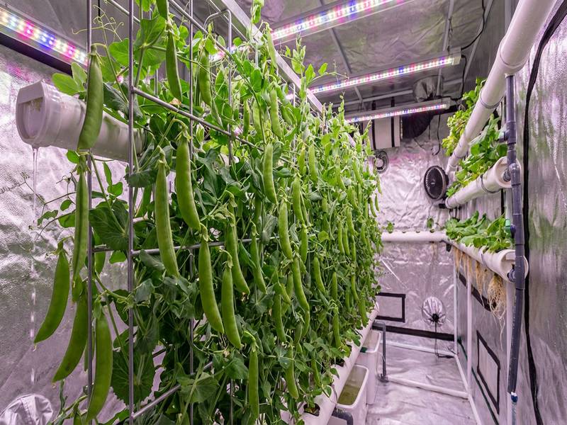 Culture hydroponique de pois Sugar Snap en intérieur avec treillis vertical