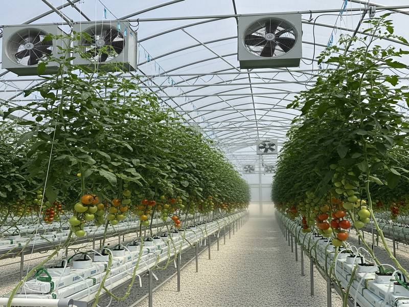 Intérieur d'une serre tunnel moderne avec des rangées de tomates hydroponiques et ventilateurs